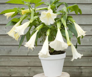 Datura