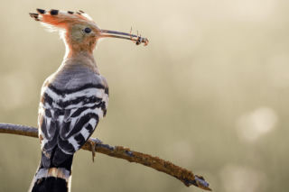 Piękno natury uchwycone w sztuce. Muzeum Ziemi Tarnowskiej przygotowało nową wystawę 