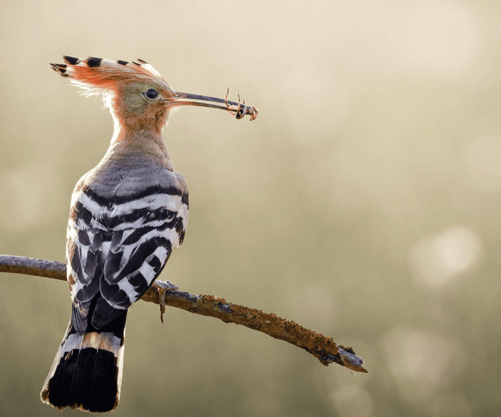 Piękno natury uchwycone w sztuce. Muzeum Ziemi Tarnowskiej przygotowało nową wystawę 