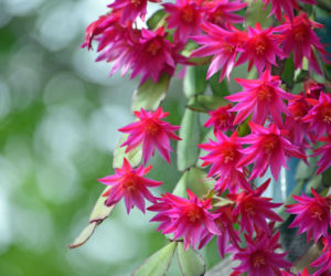 Kaktus wielkanocny zachwyca kwiatami! Poznaj jego tajemnice