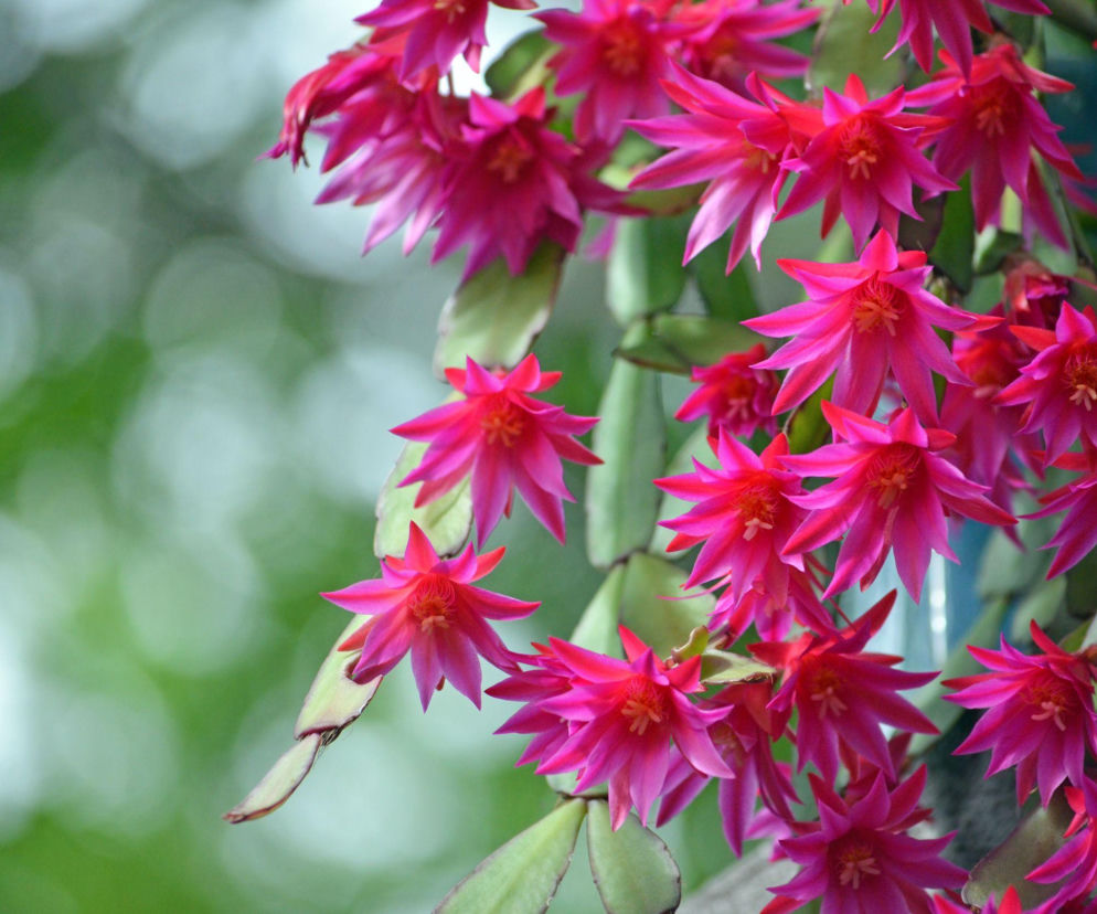 Kaktus wielkanocny zachwyca kwiatami! Poznaj jego tajemnice