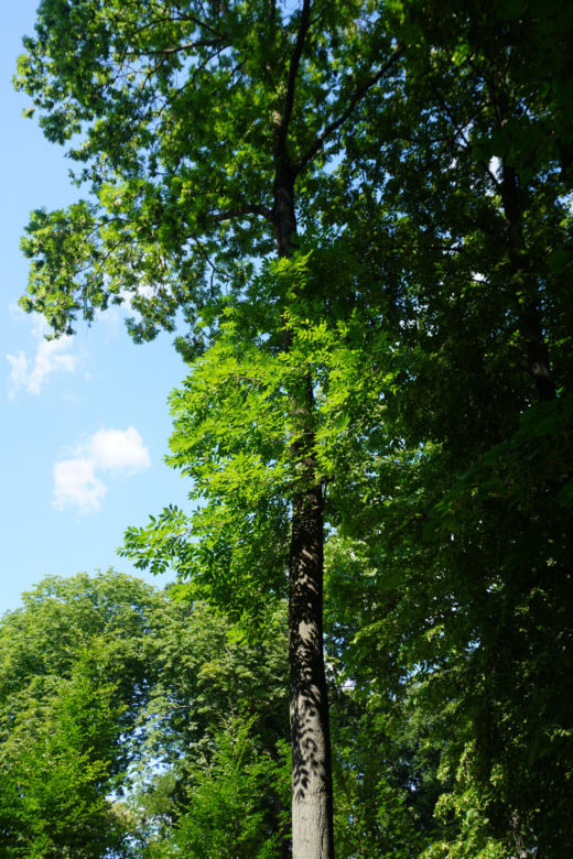 Park Miejski w Sandomierzu