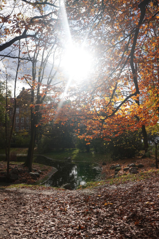 Park Wilsona jesienią