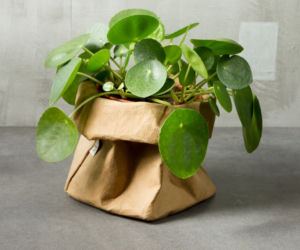 Pilea - pieniążek
