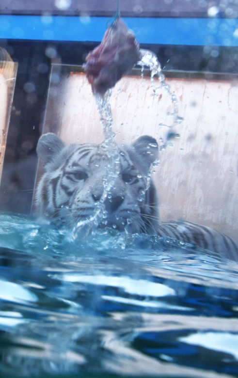 Zoo Borysew może się pochwalić jedynym takim obiektem w Europie. To basen dla białych tygrysów [ZDJĘCIA]. 