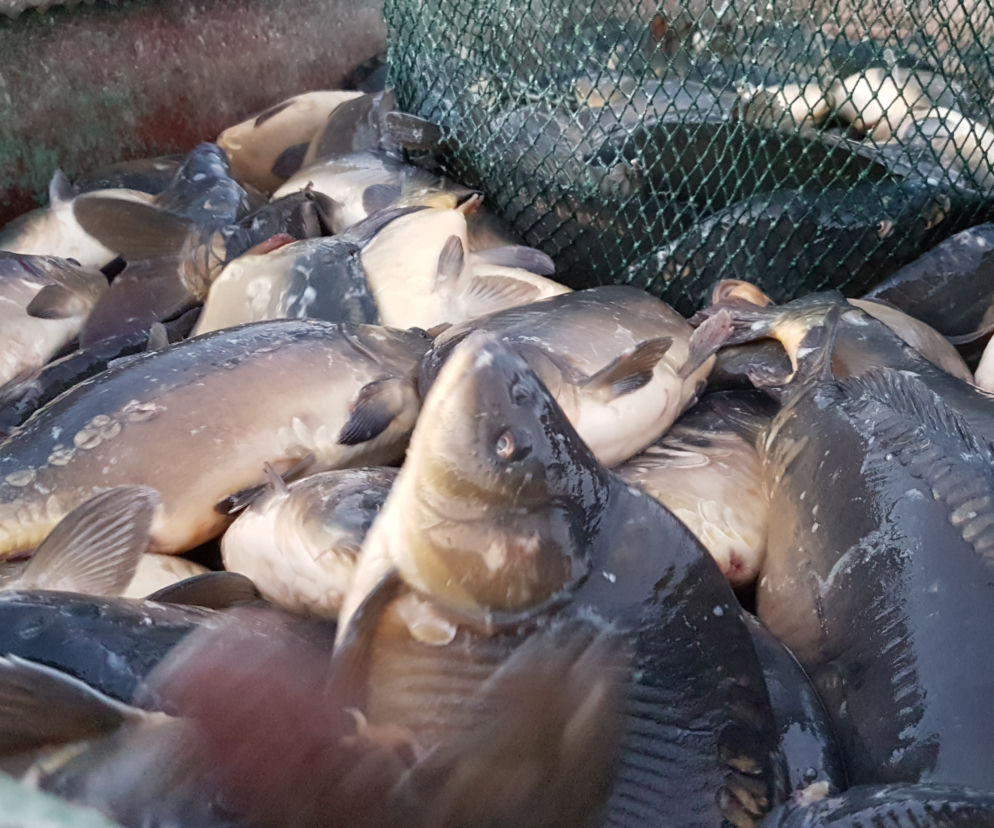 KARP BĘDZIE DROŻSZY.