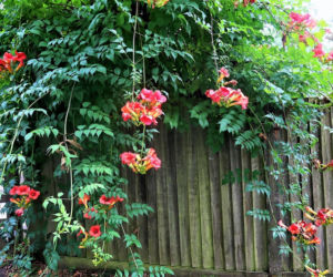 Ta roślina to znakomita alternatywa dla tui. Posadź w ogrodzie, a nie pożałujesz