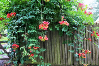 Ta roślina to znakomita alternatywa dla tui. Posadź w ogrodzie, a nie pożałujesz