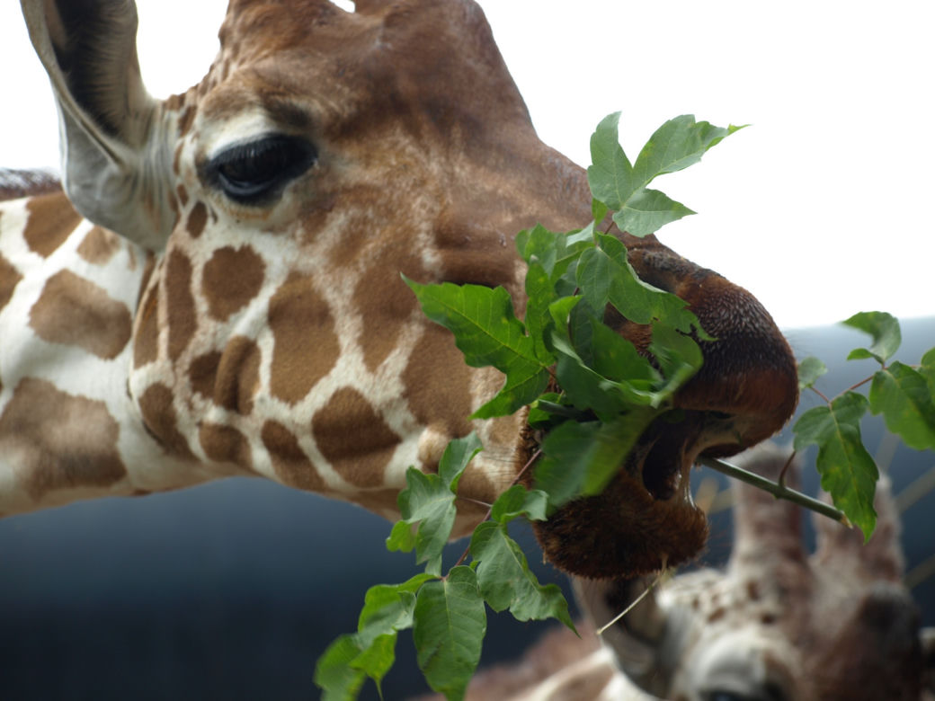 Zoo Wrocław: Żyrafy siatkowane