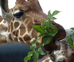 Zoo Wrocław: Żyrafy siatkowane