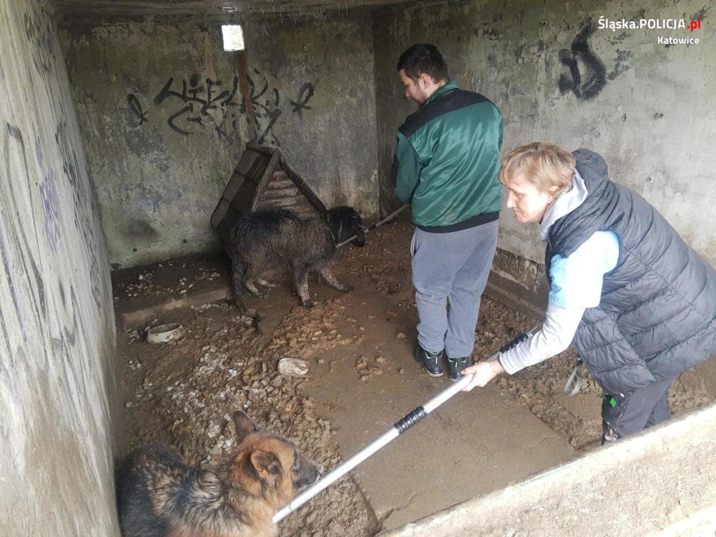 Katowice: Psy piły deszczówkę z własnymi fekaliami. Odebrano je właścicielowi