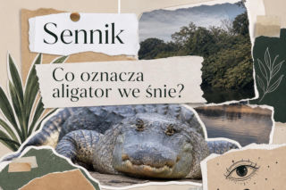 Aligator we śnie: znaczenie snu i najczęstsze interpretacje