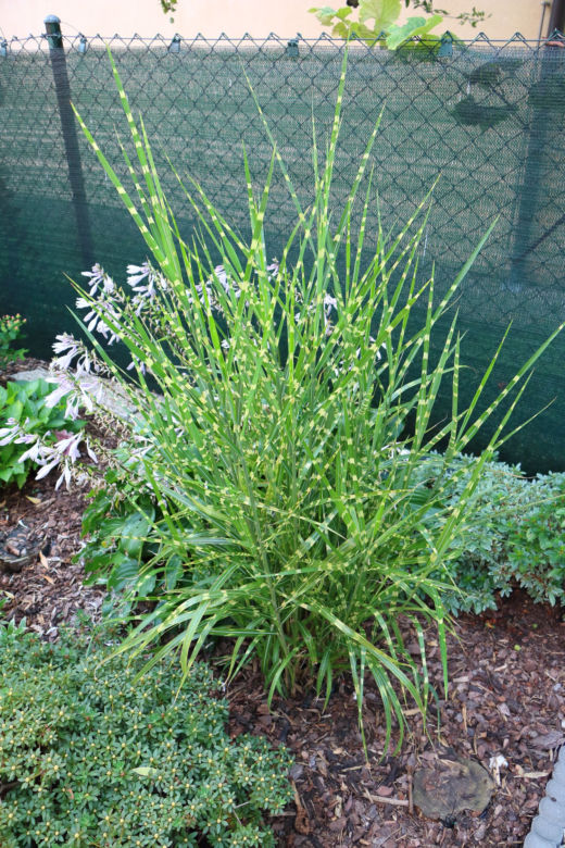 Miskant chiński ‘Zebrinus’