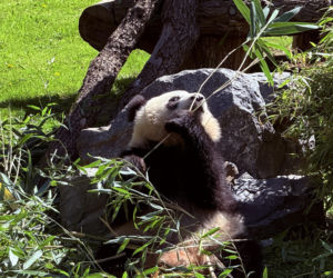 Pandy ZOO Berlin