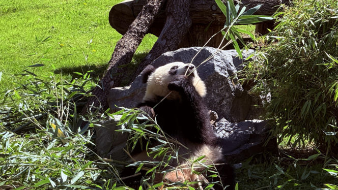 Pandy ZOO Berlin