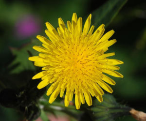 Jak pozbyć się mleczy z trawnika? Ten domowy oprysk sprawi, że znikną z twojego ogrodu