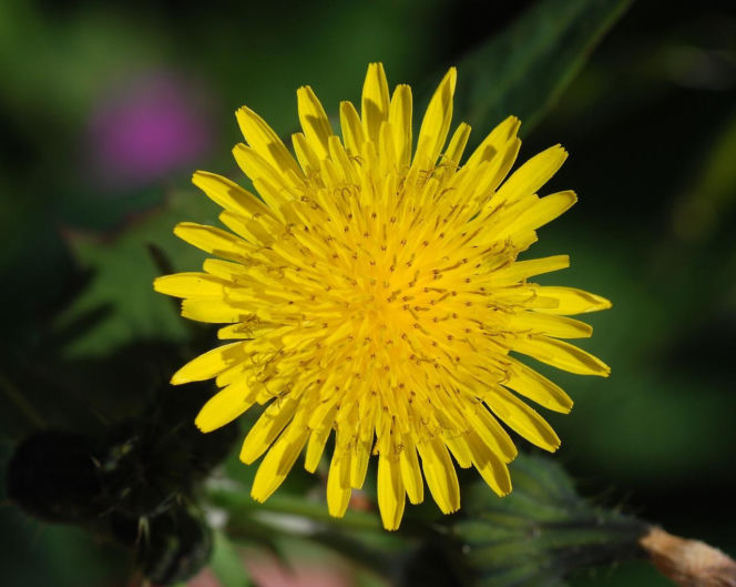 Jak pozbyć się mleczy z trawnika? Ten domowy oprysk sprawi, że znikną z twojego ogrodu