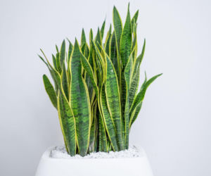 Sansewieria gwinejska