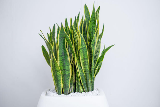 Sansewieria gwinejska