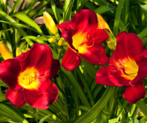 liliowce