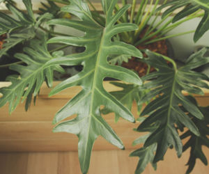 Filodendron podwójnie pierzasty