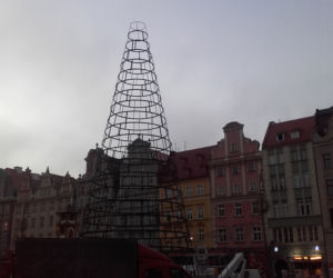 Na wrocławskim rynku montują już choinkę