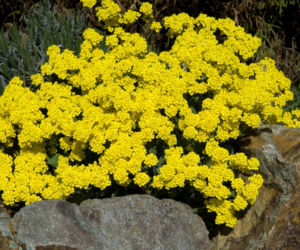 Smagliczka skalna - kiedy kwitnie? Zastosowanie, wymagania, przycinanie