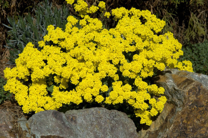 Rośliny na skalniak