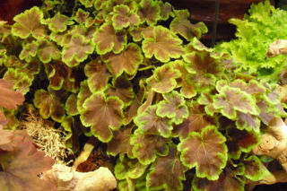 Żuraweczka 'Solar Eclipse' = Żurawkotenella 'Solar Eclipse' - Heucherella 'Solar Eclipse'