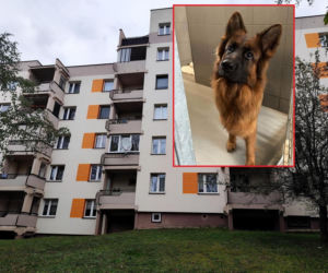 Zginęła cała rodzina, oprawca oszczędził tylko psa. Sunia straciła dom