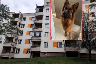 Zginęła cała rodzina, oprawca oszczędził tylko psa. Sunia straciła dom