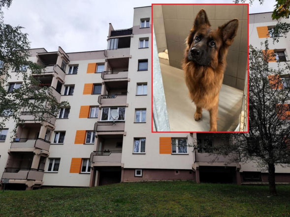 Zginęła cała rodzina, oprawca oszczędził tylko psa. Sunia straciła dom