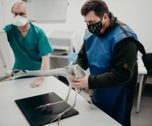 Szok na Śląsku. Postrzelone czaple białe leżały zakrwawione na zamarzniętym stawie [ZDJĘCIA]