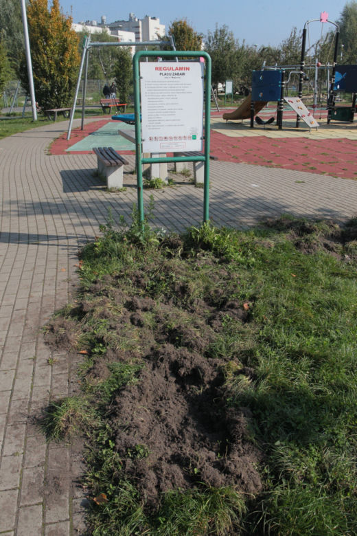 Dzikie harce dzików na Białołęce. Zwierzęta zdemolowały park!