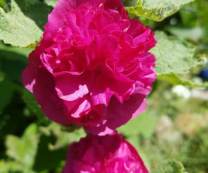 Malwa ogrodowa