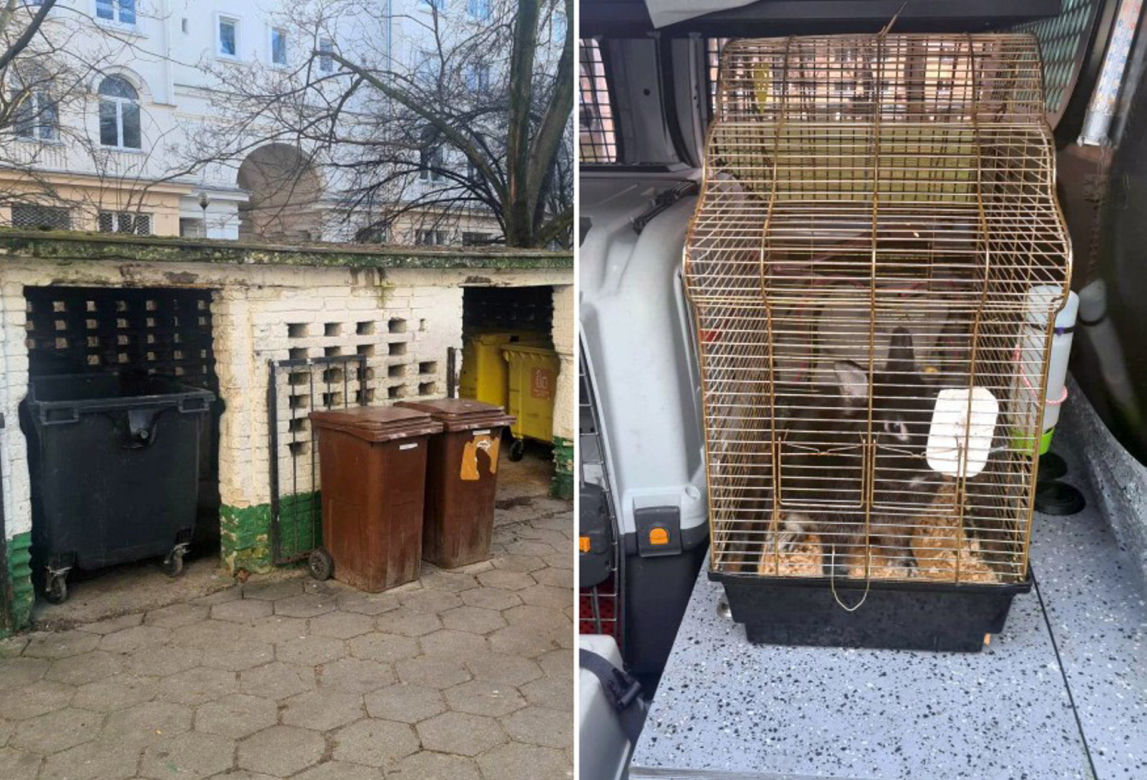 Puchate maleństwo konało z zimna na śmietniku. Wstrząsające