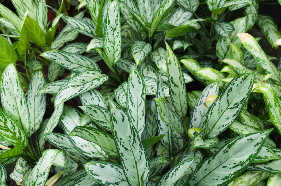 Aglaonema