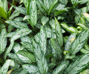 Aglonema