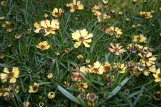 Nachyłek okółkowy 'Lemon Punch' - Coreopsis verticillata 'Lemon Punch'