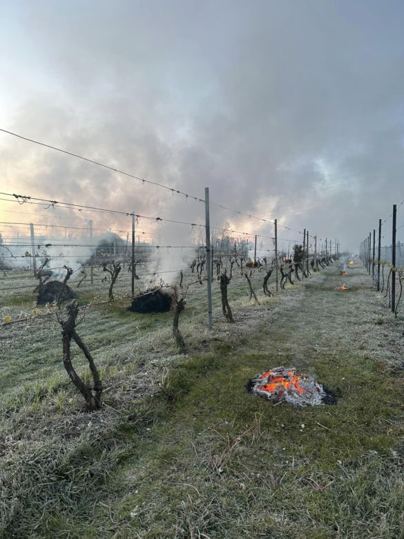 Ogromne straty rolników i sadowników. Kwietniowe mrozy zniszczyły całe plantacje. „To był kataklizm”