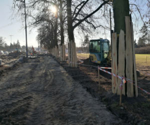 Toruń. Aura sprzyja drogowcom na al. św. Jana Pawła II! Przesadzono drzewa 