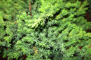 Jałowiec rozesłany 'Kishiogima' - Juniperus procumbens 'Kishiogima'