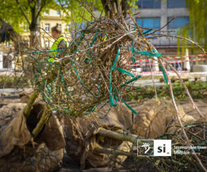 Nowe nasadzenia na Pl. Orła Białego