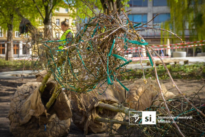 Nowe nasadzenia na Pl. Orła Białego