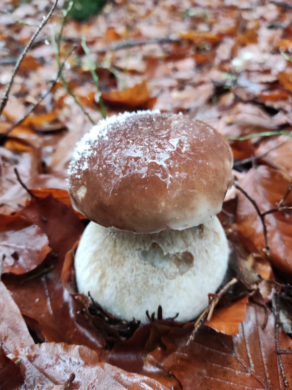 Listopadowe grzyby w świętokrzyskich lasach