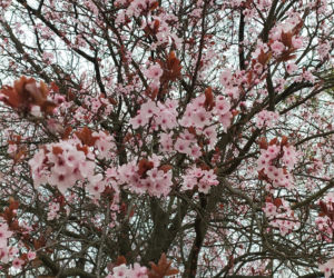 Śliwa wiśniowa 'Pissardii'