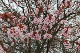 Śliwa wiśniowa 'Pissardii'