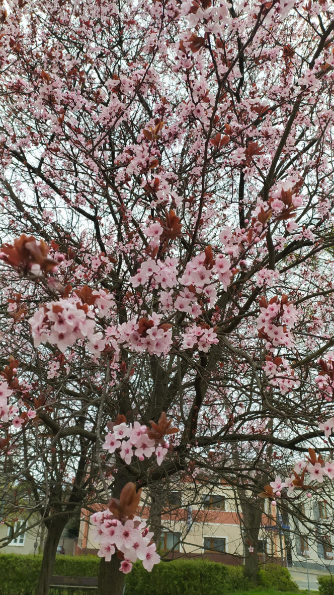 Śliwa wiśniowa 'Pissardii'