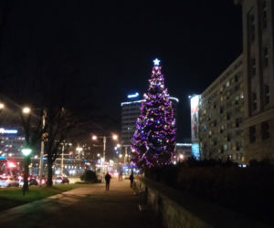 Choinki we Wrocławiu