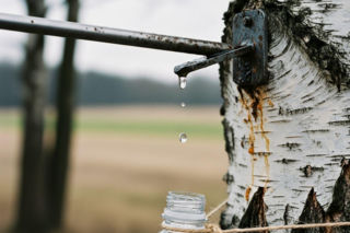 Sok z brzozy już krąży w pniach. To może być szansa na dodatkowy zarobek z miedzy